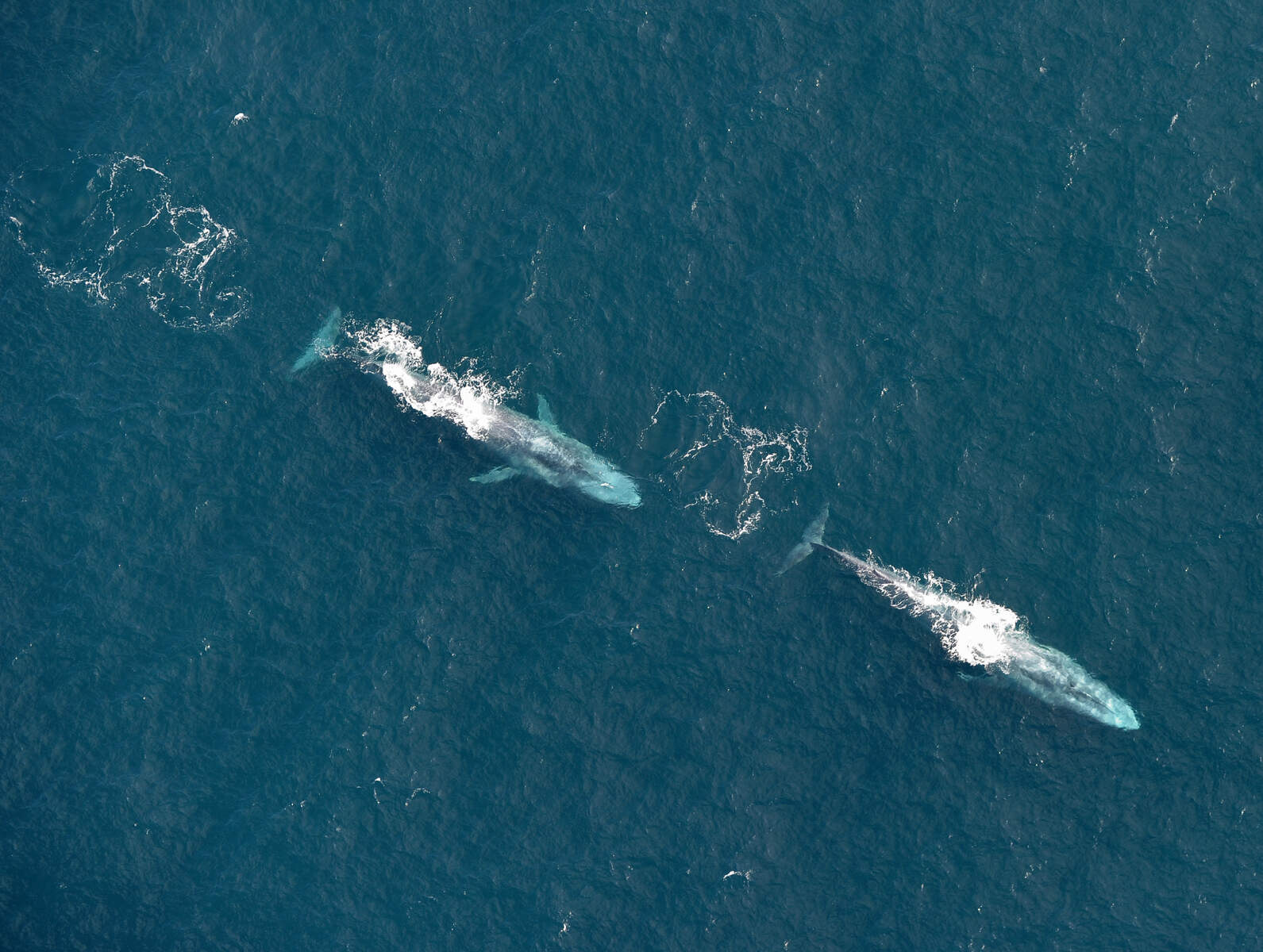 Blauwe walvissen, Echt Ierland