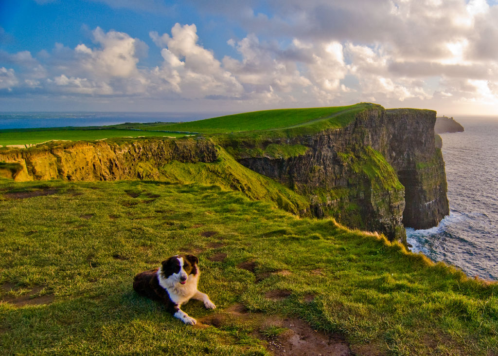 Cliffs of Moher Dog, Echt Ierland