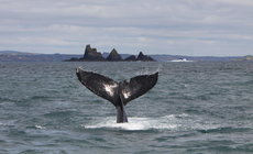 Walvissen spotten, Echt Ierland