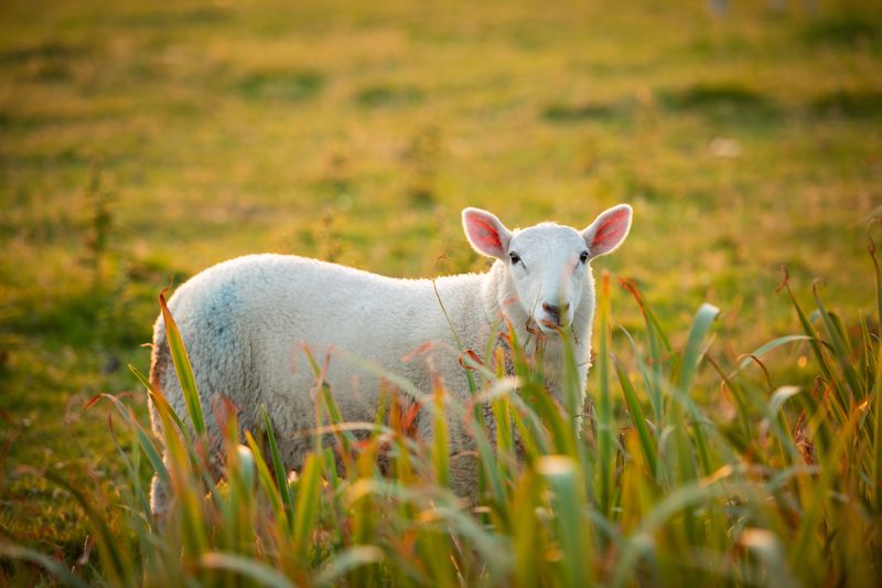 Sheep, Echt Ierland