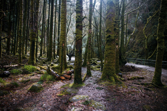Een dicht bos in Ierland met hoge bomen bedekt met groen mos. De bosbodem is vochtig met bruine bladeren en mossige rotsen. Een smal, kronkelend pad leidt dieper in dit betoverende tafereel, perfect voor iedereen die een rondreis Ierland maakt, terwijl zonlicht door het bladerdak piept en een serene sfeer creëert. | Echt Ierland Vakanties