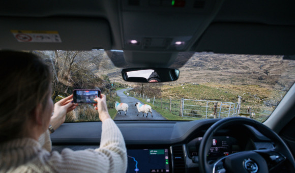 Een persoon in een auto fotografeert twee schapen op een smalle landweg tijdens hun rondreis Ierland. De foto, gemaakt vanaf de achterbank, toont het interieur en het dashboard van de auto. Heuvels en gras omringen de scène, terwijl prikkeldraad de weg afbakent onder een bewolkte lucht. | Echt Ierland Vakanties