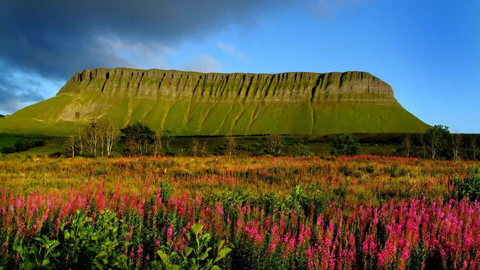Een weelderig landschap in het hart van uw rondreis Ierland heeft een platte bergtop met groene hellingen onder een mix van zonnige en bewolkte luchten. De voorgrond is een levendige weide vol met hoge, roze wilde bloemen. Spaarzame bomen stippelen het tafereel, wat bijdraagt aan de natuurlijke schoonheid van deze rustige omgeving. | Echt Ierland Vakanties