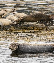 Een groep zeehonden ligt op een rotsachtige kustlijn met zeewier tijdens een vakantie in Ierland. Eén zeehond is gedeeltelijk ondergedompeld en kijkt naar de camera, terwijl anderen op de rotsen erachter rusten. Deze scène legt de natuurlijke schoonheid van de Ierse kust vast met een mix van grijze en bruine vachttinten. | Echt Ierland Vakanties
