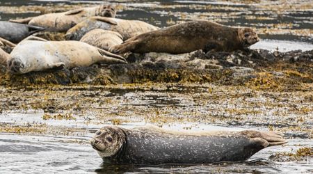 Een groep zeehonden ligt op een rotsachtige kustlijn met zeewier tijdens een vakantie in Ierland. Eén zeehond is gedeeltelijk ondergedompeld en kijkt naar de camera, terwijl anderen op de rotsen erachter rusten. Deze scène legt de natuurlijke schoonheid van de Ierse kust vast met een mix van grijze en bruine vachttinten. | Echt Ierland Vakanties