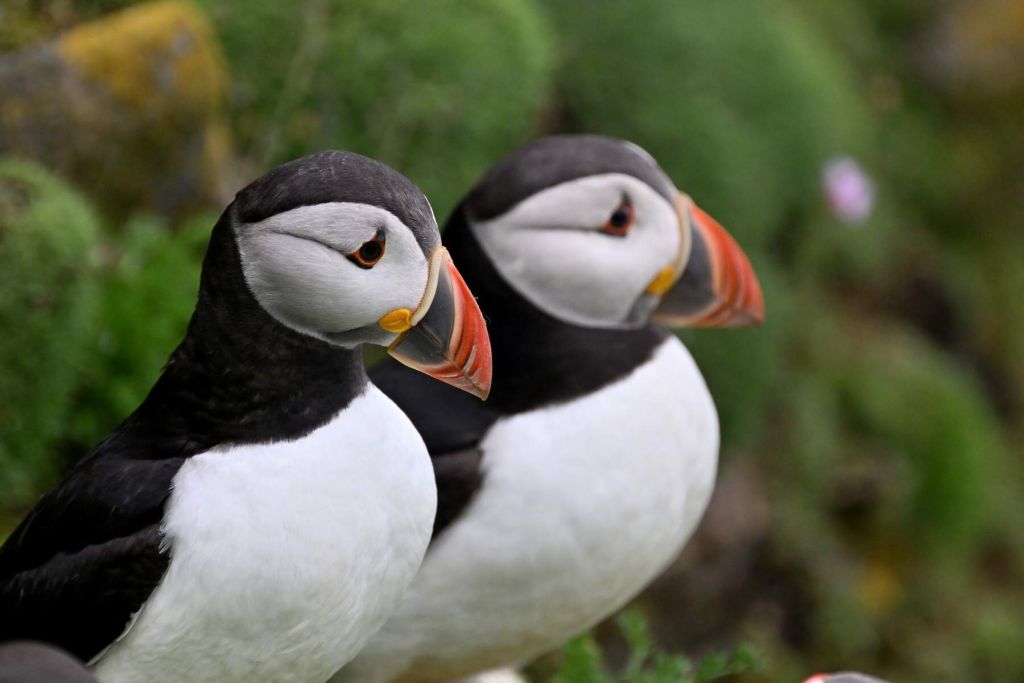 Twee papegaaiduikers met zwart-witte veren en feloranje snavels staan dicht bij elkaar op een met gras begroeide klif. Hun natuurlijke habitat is prachtig vastgelegd met een wazige groene achtergrond, wat de serene aantrekkingskracht van een "rondreis Ierland" oproept, waar de wonderen van de natuur wachten om ontdekt te worden. | Echt Ierland Vakanties