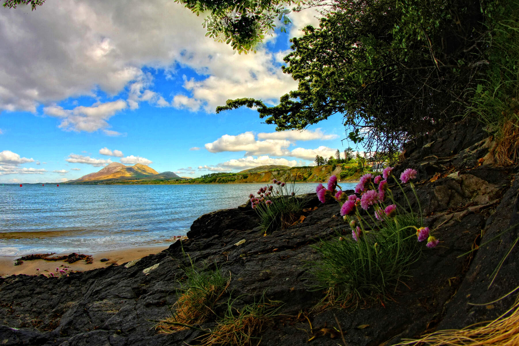 Een kustlandschap met roze bloemen op de rotsachtige voorgrond biedt een sereen uitzicht op een zandstrand en kalme zee, perfect voor uw rondreis Ierland. Heuvels en bergen rijzen op onder een blauwe lucht met verspreide wolken, terwijl bomen het landschap omlijsten, wat diepte en contrast toevoegt. | Echt Ierland Vakanties