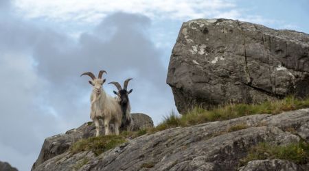 Twee geiten staan op rotsachtig terrein met weelderig groen gras, wat de wilde charme van een Ierland vakantie belichaamt. De linker geit is wit en de rechter is zwart, elk met grote gebogen horens. Een grote rotsformatie staat rechts onder een gedeeltelijk bewolkte lucht—een perfect decor voor een avontuurlijke rondreis Ierland. | Echt Ierland Vakanties