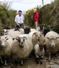 Een kudde Ierse schapen loopt over een smal, rotsachtig pad, geflankeerd door twee mensen. Een persoon, gekleed in een wit shirt, staat links en de ander, in een rood jasje, staat rechts. Struiken en een hek omlijnen het pad, met een bewolkte lucht erboven.
