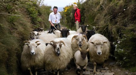 Een kudde Ierse schapen loopt over een smal, rotsachtig pad, geflankeerd door twee mensen. Een persoon, gekleed in een wit shirt, staat links en de ander, in een rood jasje, staat rechts. Struiken en een hek omlijnen het pad, met een bewolkte lucht erboven.
