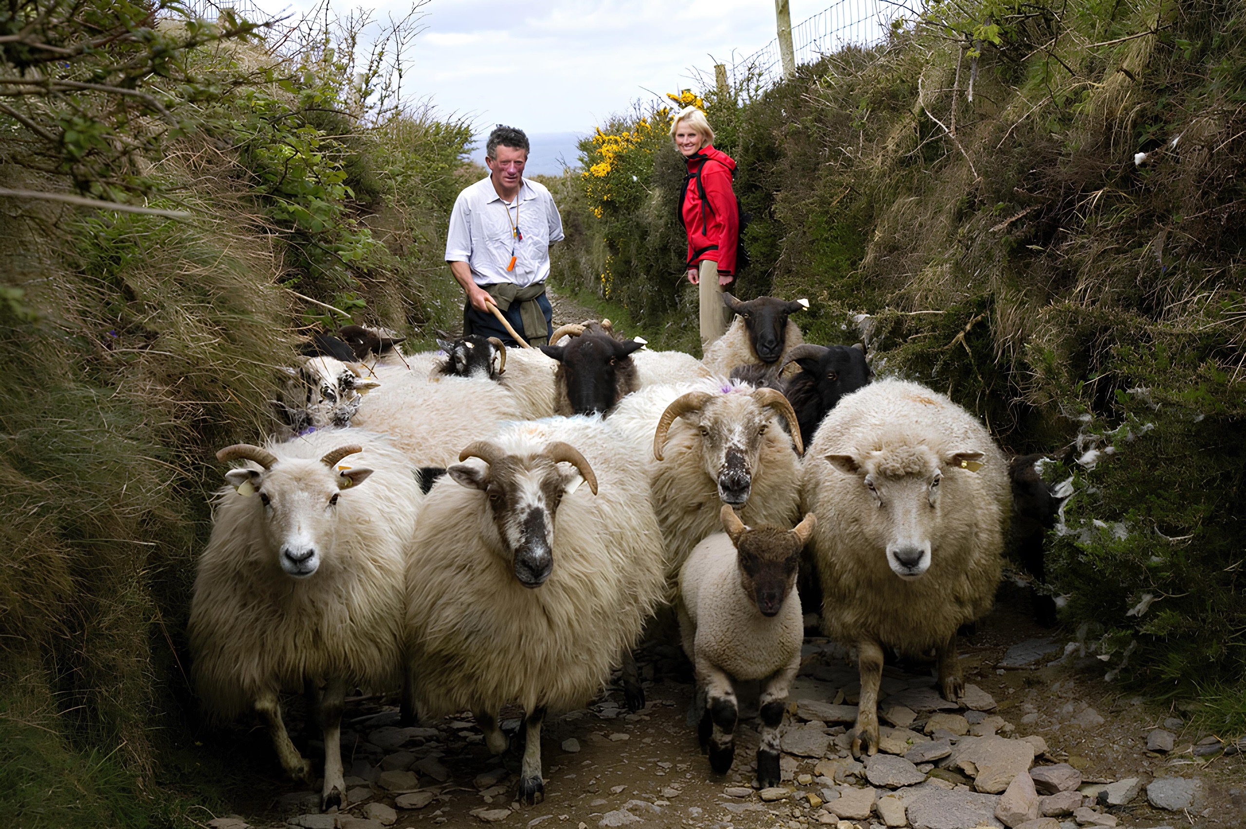 Een kudde Ierse schapen loopt over een smal, rotsachtig pad, geflankeerd door twee mensen. Een persoon, gekleed in een wit shirt, staat links en de ander, in een rood jasje, staat rechts. Struiken en een hek omlijnen het pad, met een bewolkte lucht erboven.