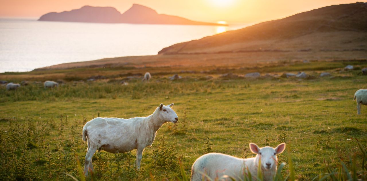 Twee schapen grazen op een grasveld tijdens zonsondergang - een schilderachtig tafereel dat perfect is voor degenen die op zoek zijn naar een serene vakantie in Ierland. De lucht is oranje van kleur, met de zon die de horizon nadert en op de achtergrond omlijsten de zachte golven van de zee het silhouet van een eiland. | Echt Ierland Vakanties
