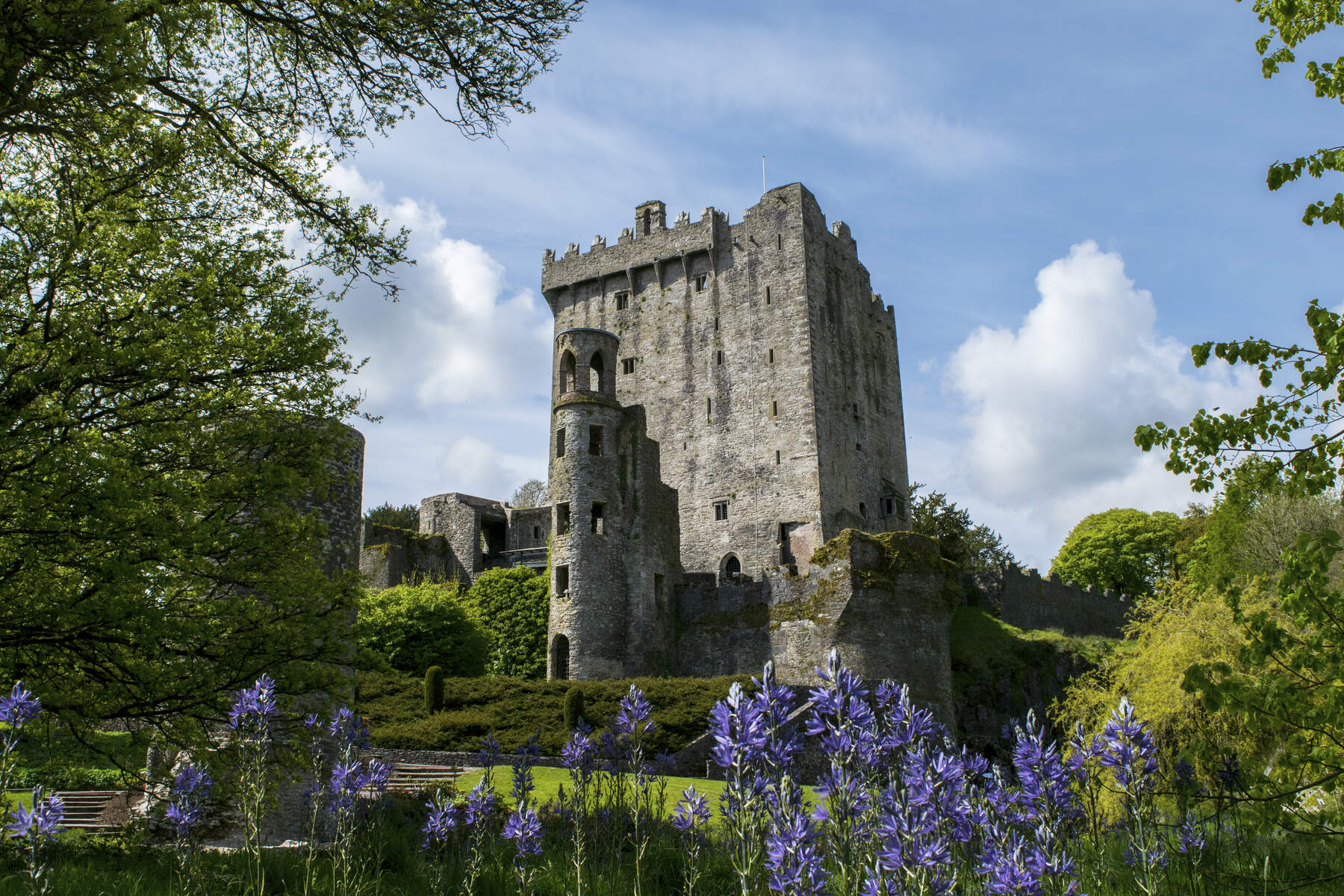 Genesteld in het hart van een idyllisch landschap, heeft dit middeleeuwse stenen kasteel een hoge, vierkante toren omringd door weelderig groen. Bloeiende paarse bloemen sieren de voorgrond, terwijl een blauwe lucht bezaaid met witte wolken de pittoreske aantrekkingskracht versterkt, perfect voor degenen die dromen van een vakantie Ierland. | Echt Ierland Vakanties