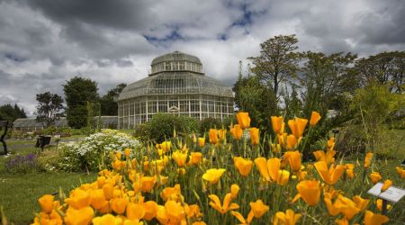 Een grote kas met een koepeldak is omgeven door weelderig groen en levendige bloemen, die doen denken aan de prachtige landschappen die je ziet tijdens een rondreis door Ierland. Op de voorgrond steken feloranje bloemen af tegen een gedeeltelijk bewolkte lucht, waardoor dynamische schaduwen ontstaan die de levendige kleuren van de tuin versterken. | Echt Ierland Vakanties
