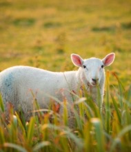 Een schaap met een witte, donzige vacht staat in een veld met hoog gras, gericht op de camera tijdens onze rondreis Ierland. Het groene gras, met hints van gouden tinten, wordt zachtjes verlicht door zonlicht, wat een warme sfeer creëert die typerend is voor Ierland vakanties. Achter de schapen ligt een wazige uitgestrektheid van weelderig groen. | Echt Ierland Vakanties