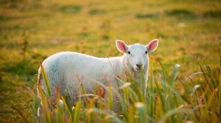 Een schaap met een witte, donzige vacht staat in een veld met hoog gras, gericht op de camera tijdens onze rondreis Ierland. Het groene gras, met hints van gouden tinten, wordt zachtjes verlicht door zonlicht, wat een warme sfeer creëert die typerend is voor Ierland vakanties. Achter de schapen ligt een wazige uitgestrektheid van weelderig groen. | Echt Ierland Vakanties