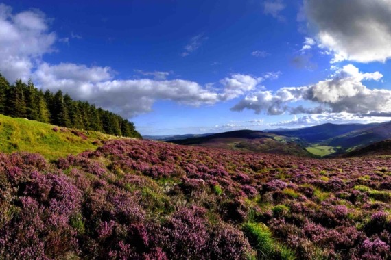 Levendig landschap van glooiende heuvels bedekt met bloeiende paarse heide onder een helderblauwe lucht bezaaid met donzige witte wolken. Perfect voor degenen die een rondreis door Ierland maken, een dicht groen bos omzoomt de linkerkant, in contrast met het uitgestrekte uitzicht op verre bergen en valleien. | Echt Ierland Vakanties