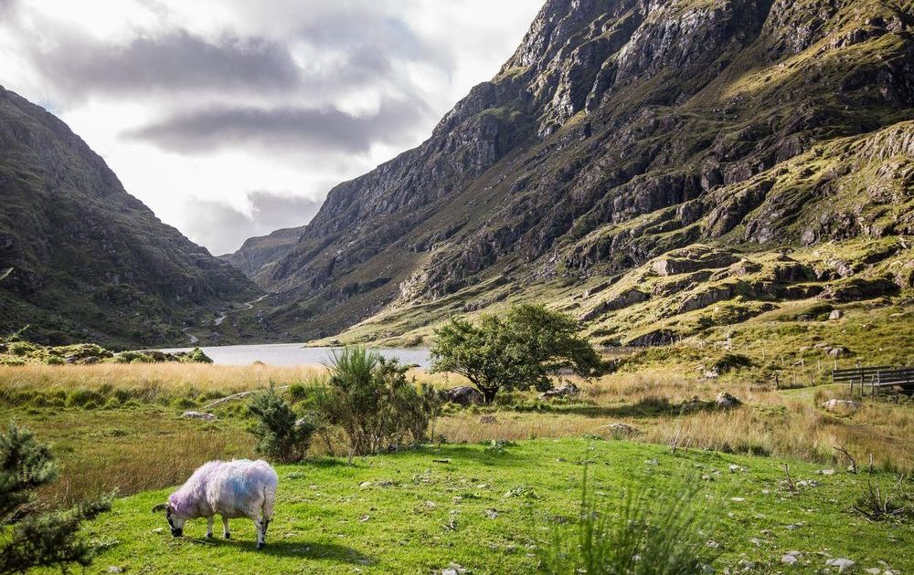 Een schaap met kleurrijke markeringen graast op een groen veld. Het landschap, dat doet denken aan een onvergetelijke rundreise Ierland, heeft hoge, ruige bergen en een sereen meer onder een bewolkte lucht, wat een pittoresk tafereel oplevert. Spaarzame struiken en een boom stippelen de rustige weide. | Echt Ierland Vakanties