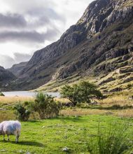 Een schaap met kleurrijke markeringen graast op een groen veld. Het landschap, dat doet denken aan een onvergetelijke rundreise Ierland, heeft hoge, ruige bergen en een sereen meer onder een bewolkte lucht, wat een pittoresk tafereel oplevert. Spaarzame struiken en een boom stippelen de rustige weide. | Echt Ierland Vakanties