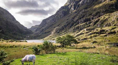 Een schaap met kleurrijke markeringen graast op een groen veld. Het landschap, dat doet denken aan een onvergetelijke rundreise Ierland, heeft hoge, ruige bergen en een sereen meer onder een bewolkte lucht, wat een pittoresk tafereel oplevert. Spaarzame struiken en een boom stippelen de rustige weide. | Echt Ierland Vakanties