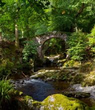 Een serene bosscène in Ierland toont een stenen boogbrug over een zacht stromende beek. Weelderig groen omringt het gebied, met zonlicht dat door het dichte bladerdak filtert en gevlekte schaduwen werpt. De voorgrond heeft met mos bedekte rotsen en planten, wat de rustige sfeer versterkt - perfect voor een urlaub Ierland. | Echt Ierland Vakanties