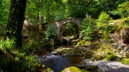 Een serene bosscène in Ierland toont een stenen boogbrug over een zacht stromende beek. Weelderig groen omringt het gebied, met zonlicht dat door het dichte bladerdak filtert en gevlekte schaduwen werpt. De voorgrond heeft met mos bedekte rotsen en planten, wat de rustige sfeer versterkt - perfect voor een urlaub Ierland. | Echt Ierland Vakanties