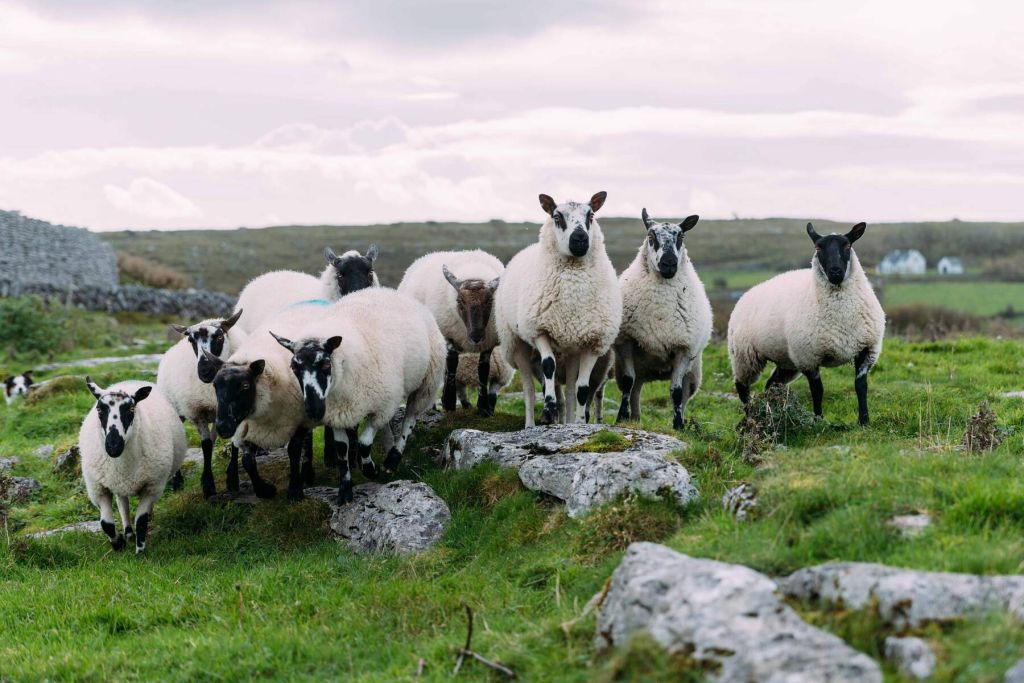 Een groep schapen staat op een grasveld met verspreide rotsen op de voorgrond, wat een echte smaak van een authentieke vakantie Ierland biedt. De schapen hebben dikke, witte wol en donkere gezichten. Op de achtergrond zijn er bewolkte luchten, stenen hekken en verre huizen die het pastorale landschap compleet maken. | Echt Ierland Vakanties