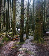 Een dicht boslandschap met hoge, met mos bedekte bomen en een vochtige, met bladeren bezaaide grond legt de magie van een herfstrondreis door Ierland vast. Zonlicht filtert door de bomen terwijl een smal, rotsachtig pad langs een metalen reling aan de rechterkant slingert. | Echt Ierland Vakanties
