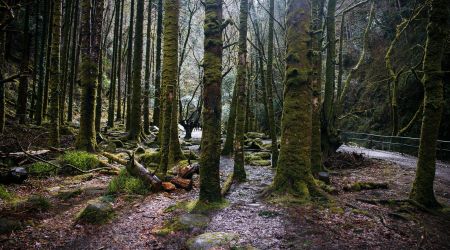 Een dicht boslandschap met hoge, met mos bedekte bomen en een vochtige, met bladeren bezaaide grond legt de magie van een herfstrondreis door Ierland vast. Zonlicht filtert door de bomen terwijl een smal, rotsachtig pad langs een metalen reling aan de rechterkant slingert. | Echt Ierland Vakanties