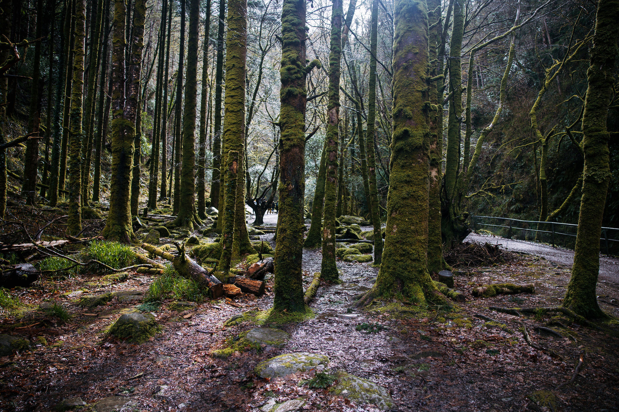 Een dicht boslandschap met hoge, met mos bedekte bomen en een vochtige, met bladeren bezaaide grond legt de magie van een herfstrondreis door Ierland vast. Zonlicht filtert door de bomen terwijl een smal, rotsachtig pad langs een metalen reling aan de rechterkant slingert. | Echt Ierland Vakanties