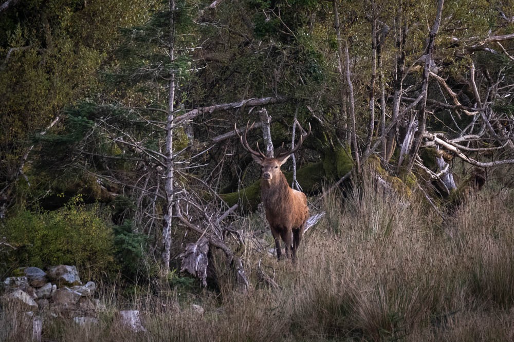 Een hert met een groot gewei staat waakzaam in het hoge gras, omringd door dicht bos. Kronkelende boomtakken en groen gebladerte roepen de wilde schoonheid van een herfstrondreis door Ierland op, terwijl zacht licht de bruine vacht en de ruige bosrijke omgeving accentueert. | Echt Ierland Vakanties