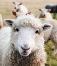 Een close-up van een wit schaap met krullende wol en gespitste oren dat op gras staat tijdens een rondreis in Ierland in maart en april. Meer schapen, iets onscherp, grazen en staan in het veld erachter. | Echt Ierland Vakanties
