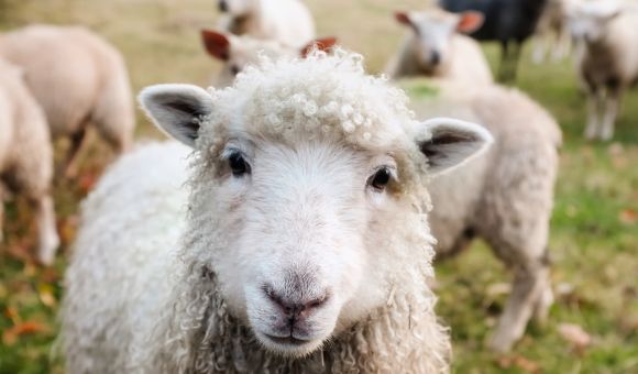 Een close-up van een wit schaap met krullende wol en gespitste oren dat op gras staat tijdens een rondreis in Ierland in maart en april. Meer schapen, iets onscherp, grazen en staan in het veld erachter. | Echt Ierland Vakanties