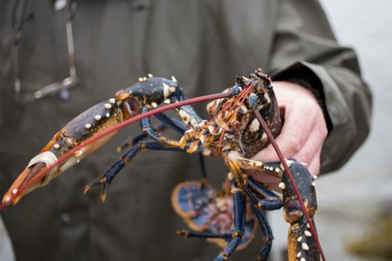 Een persoon in een grijs jasje houdt een grote levende kreeft vast met twee uitgestoken scharen, misschien vers van een vangst in Baltimore. De schaal van de kreeft is donker met oranje en witte vlekken. De achtergrond is wazig, wat mogelijk verwijst naar de waterkant bij Hotel Casey's, terwijl de hand de kreeft van onderen vastpakt. | Echt Ierland Vakanties