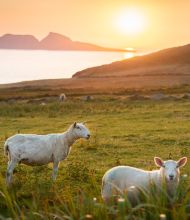 Schapen grazen in een grasveld met hoog gras op de voorgrond, wat een serene scène creëert die perfect is voor een jubileumcadeautje. De zon gaat onder boven kalm water en werpt een warm gouden licht terwijl silhouetten van verre heuvels verschijnen aan de horizon onder een heldere hemel. | Echt Ierland Vakanties