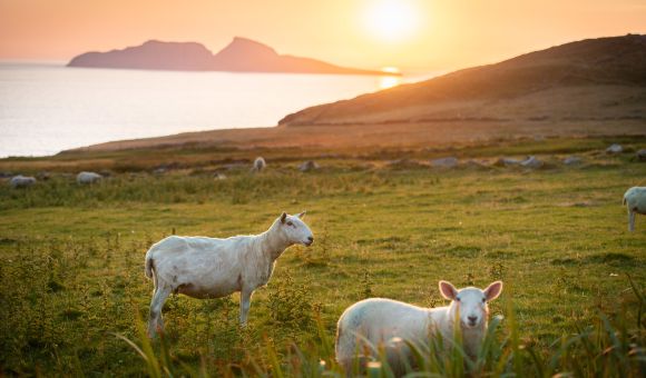 Schapen grazen in een grasveld met hoog gras op de voorgrond, wat een serene scène creëert die perfect is voor een jubileumcadeautje. De zon gaat onder boven kalm water en werpt een warm gouden licht terwijl silhouetten van verre heuvels verschijnen aan de horizon onder een heldere hemel. | Echt Ierland Vakanties