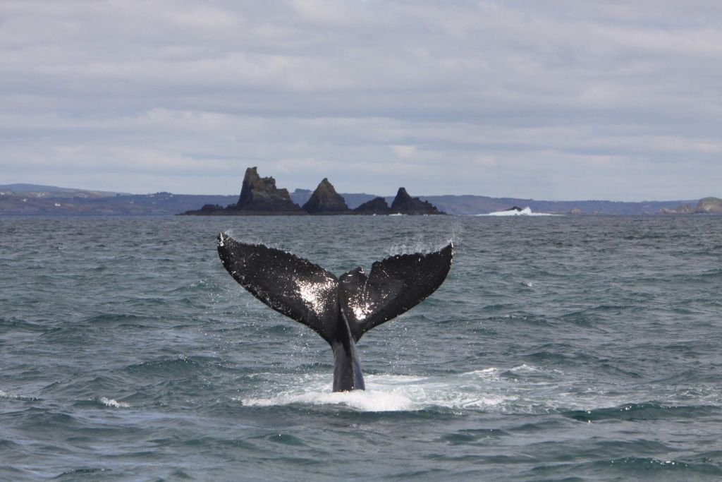 De staartvin van een grote walvis steekt uit de oceaan en glinstert in het licht en het opspattende water. Op de achtergrond rijzen de donkere, grillige rotsformaties van Ontdek Ierland op onder een bewolkte hemel boven de verre kustlijn en een licht ruwe zee. | Echt Ierland Vakanties