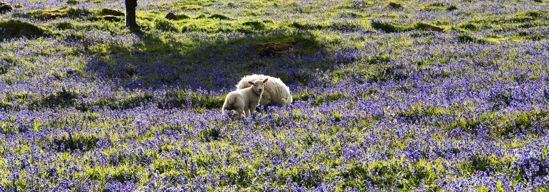 Twee schapen staan in een zonovergoten veld bezaaid met paarse wilde bloemen, perfect voor een jubileumcadeautje. Een boom met groene bladeren werpt schaduw in de buurt, terwijl het glooiende landschap op de achtergrond bezaaid is met bloemen en gras. | Echt Ierland Vakanties