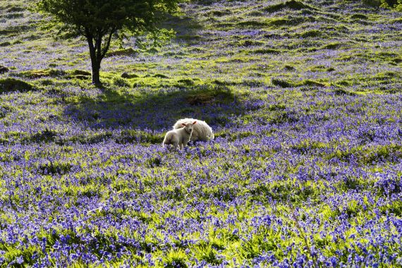 Twee schapen staan in een zonovergoten veld bezaaid met paarse wilde bloemen, perfect voor een jubileumcadeautje. Een boom met groene bladeren werpt schaduw in de buurt, terwijl het glooiende landschap op de achtergrond bezaaid is met bloemen en gras. | Echt Ierland Vakanties