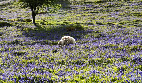 Twee schapen staan in een zonovergoten veld bezaaid met paarse wilde bloemen, perfect voor een jubileumcadeautje. Een boom met groene bladeren werpt schaduw in de buurt, terwijl het glooiende landschap op de achtergrond bezaaid is met bloemen en gras. | Echt Ierland Vakanties