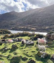 Vier schapen grazen op een grazige, rotsachtige heuvel bij een meer in Ierland, perfect voor een kleinschalige groepsrondreis Ierland. Drie hebben roze aftekeningen op hun wol. Zonlicht breekt door de wolken terwijl struiken en keien het berglandschap bedekken. | Echt Ierland Vakanties