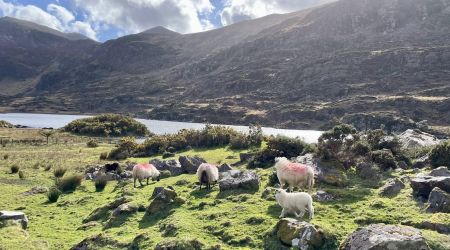 Vier schapen grazen op een grazige, rotsachtige heuvel bij een meer in Ierland, perfect voor een kleinschalige groepsrondreis Ierland. Drie hebben roze aftekeningen op hun wol. Zonlicht breekt door de wolken terwijl struiken en keien het berglandschap bedekken. | Echt Ierland Vakanties