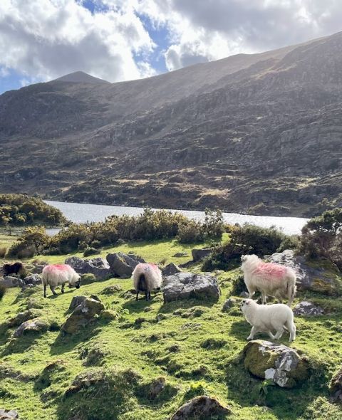 Vier schapen grazen op een grazige, rotsachtige heuvel bij een meer in Ierland, perfect voor een kleinschalige groepsrondreis Ierland. Drie hebben roze aftekeningen op hun wol. Zonlicht breekt door de wolken terwijl struiken en keien het berglandschap bedekken. | Echt Ierland Vakanties