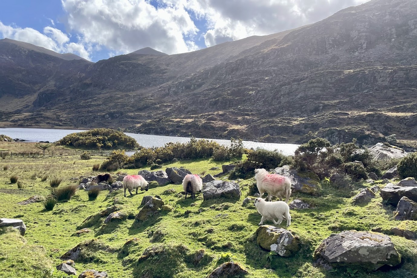 Vier schapen grazen op een grazige, rotsachtige heuvel bij een meer in Ierland, perfect voor een kleinschalige groepsrondreis Ierland. Drie hebben roze aftekeningen op hun wol. Zonlicht breekt door de wolken terwijl struiken en keien het berglandschap bedekken. | Echt Ierland Vakanties