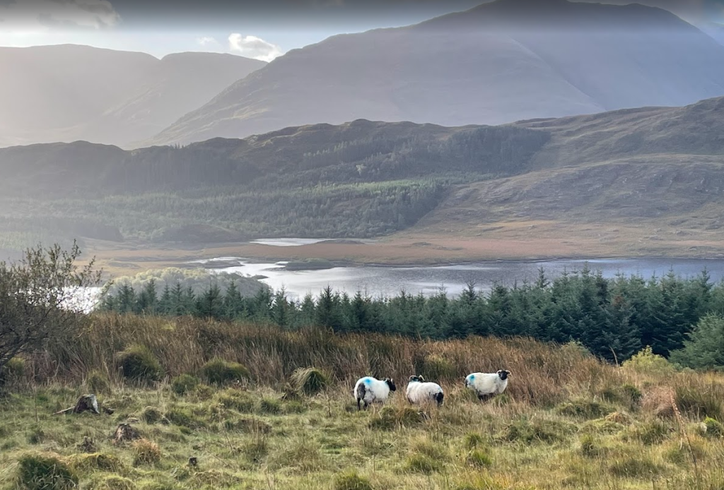 Vier schapen grazen op grasland op de voorgrond, terwijl dichte groene bomen het tafereel omlijsten. Achter hen creëren een sereen meer en glooiende heuvels een rustig plattelandslandschap in de buurt van Boetiek hotel Westport onder een bewolkte hemel en zacht zonlicht. | Echt Ierland Vakanties