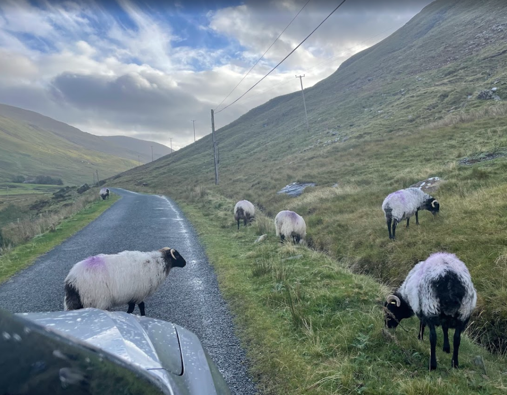 Een smalle landweg slingert door groene heuvels onder een bewolkte hemel in de buurt van Boetiek hotel Westport. Verschillende schapen met witte wol en paarse markeringen grazen langs de kant van de weg, terwijl een deel van een zilveren auto zichtbaar is op de voorgrond, die de weg gedeeltelijk blokkeert. | Echt Ierland Vakanties