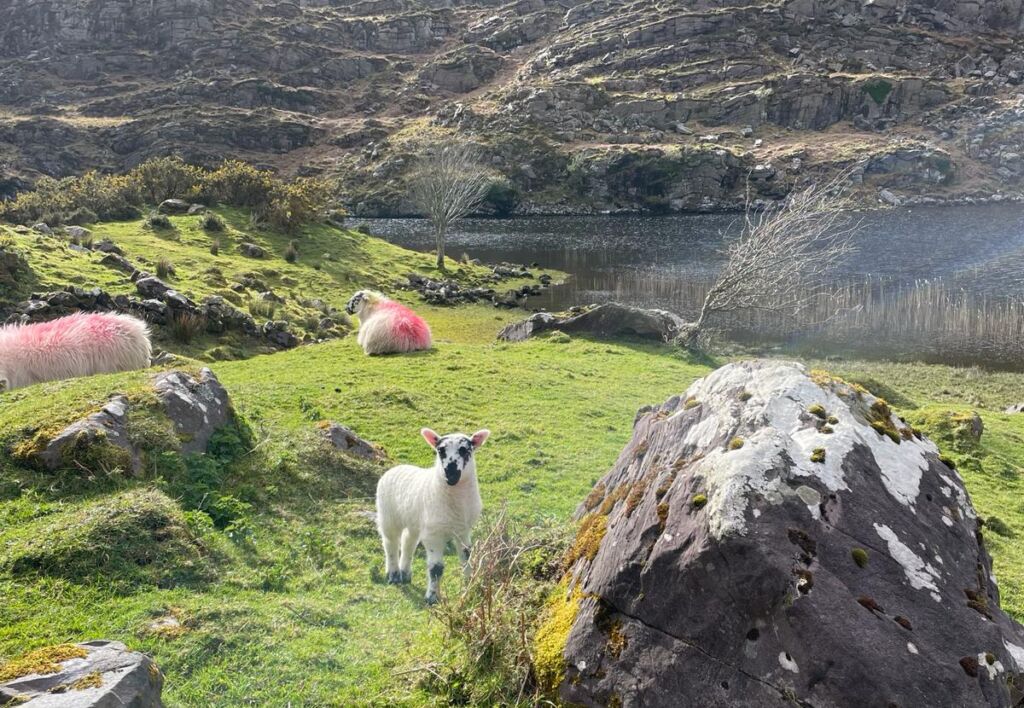 Een lammetje staat op groen gras bij bemoste rotsen en kijkt naar de camera. Op de achtergrond grazen verschillende schapen met roze aftekeningen. Een meer en rotsachtige heuvels rijzen achter hen op onder een gedeeltelijk bewolkte hemel. | Echt Ierland Vakanties